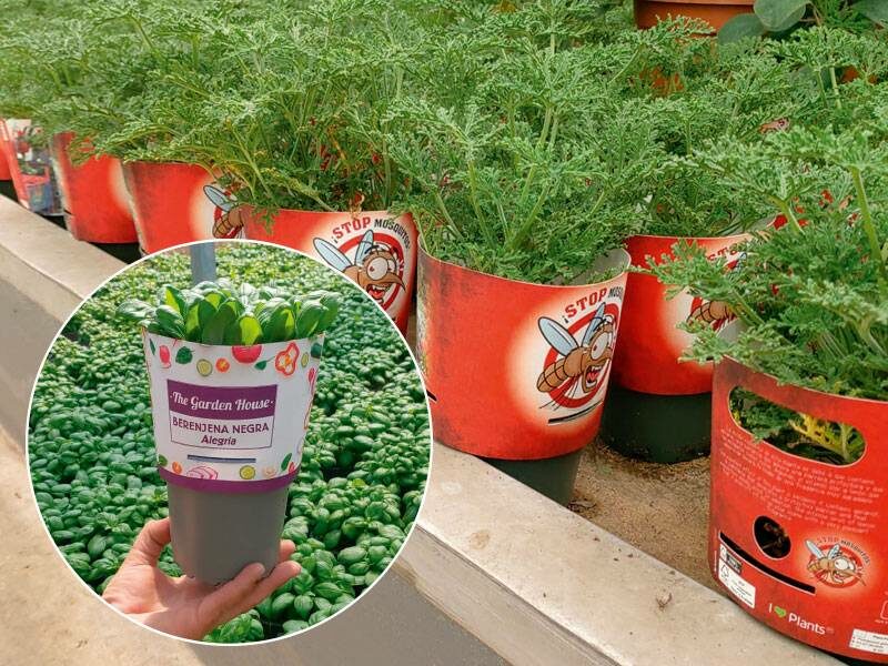 PlantCover